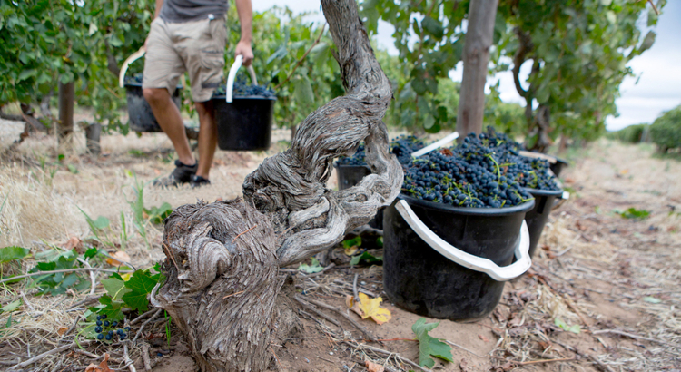 Australien Südaustralien Weinlese Barossa Valley Foto SATC Atzes Corner Wines